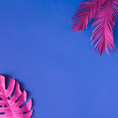 Tropical pink leaves  in corner of blue background