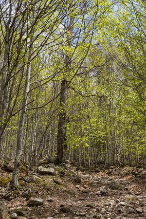 Amazing view of forest in rocky terrain
