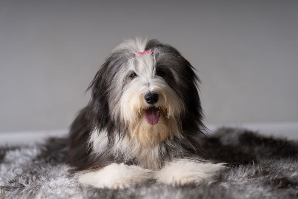 Cute bearded collie with pink bow on rug