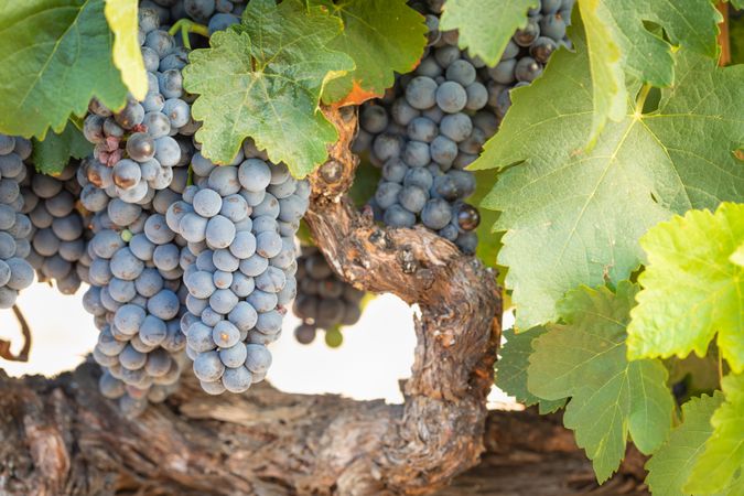 Vineyard with Lush, Ripe Wine Grapes on the Vine Ready for Harvest