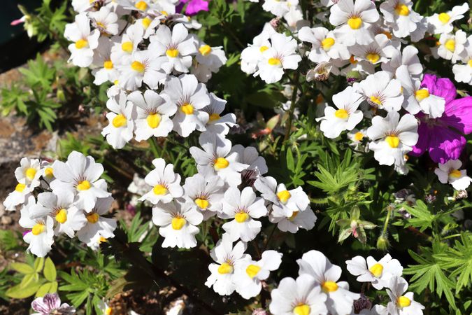 Beautiful flowers in a european garden in different colors