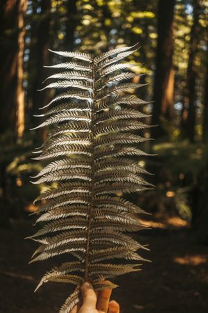 Leaf of fern in hand at pine forest