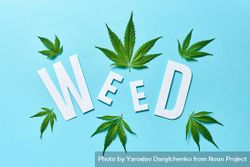 The word “Weed” on blue background surrounded by cannabis leaves 0ymXn0