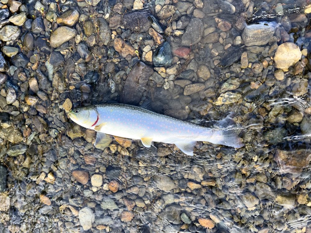 Dolly Varden Bull trout just landed in shallow water
