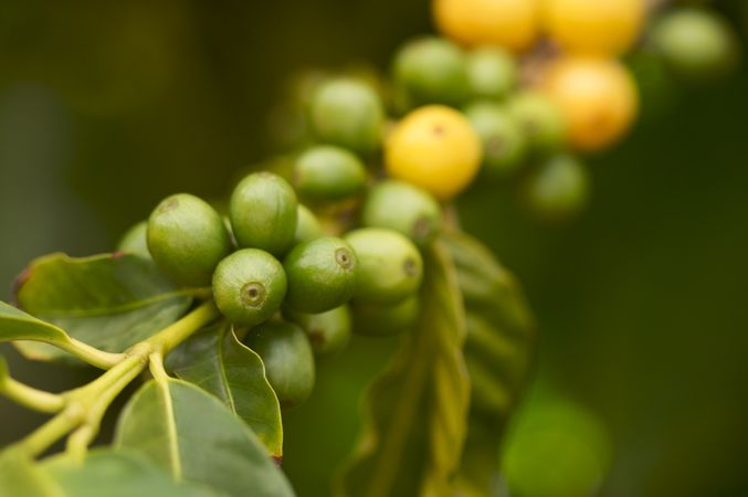 Coffee Beans on the Branch