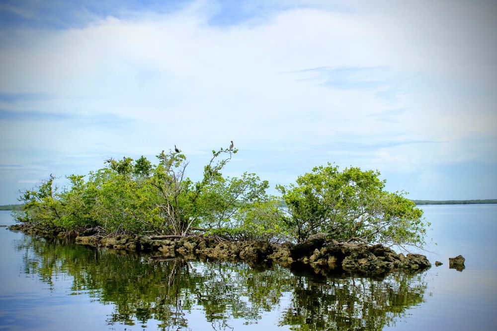Pelicans perched on a mangrove