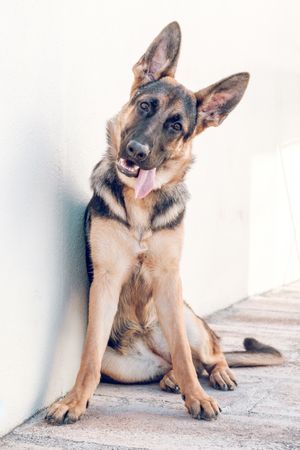 Cute purebred German Shepherd dog leaning muzzle sitting at wall