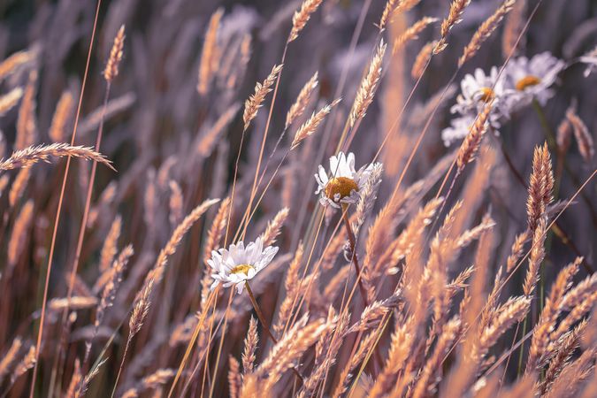 Field of dry grain with daisies