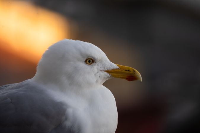 Western gull in close up