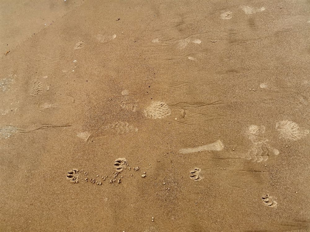 Footprints in wet sand
