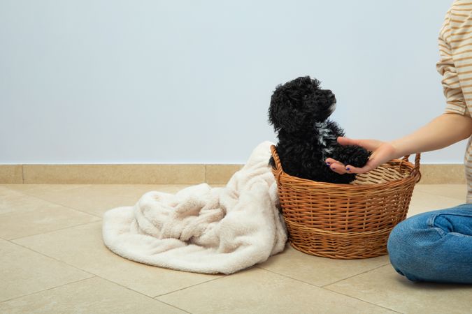 Cute poodle pet at home sitting in basket with adoring owner