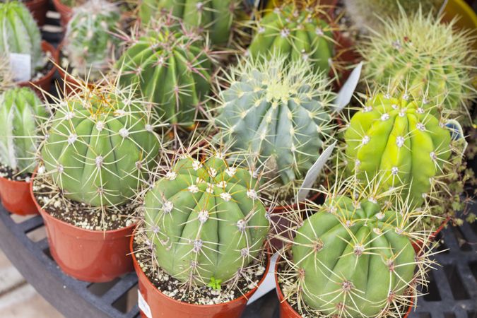 Outdoor Shop of Succulents