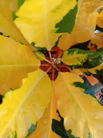 Yellow green leaves