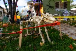 Skeleton dog halloween decoraiton