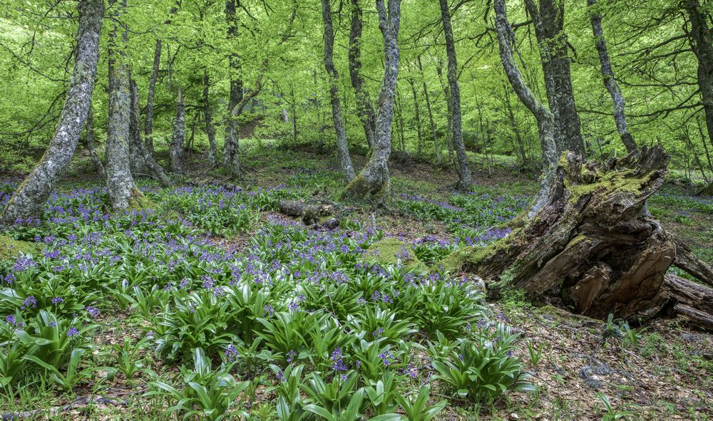 Flowers growing in spring forest