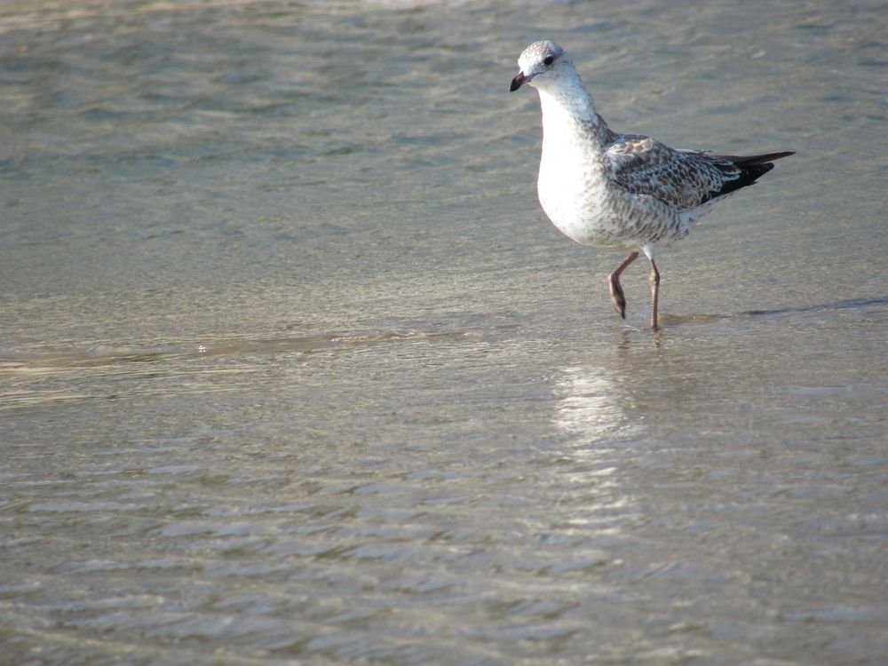 Seagull on Beach
