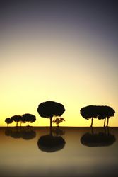 Silhouette of trees in sunset valley