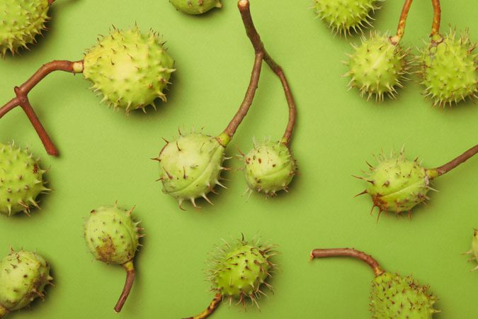 Fresh and ripe chestnuts, top view, Autumn chestnuts