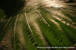 Close up of plant leaf with droplets 42Yyy5