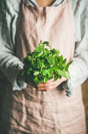 Gardener holding freshly picked mint from her garden
