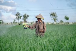 Front view of older Asian farmer spraying rice green field