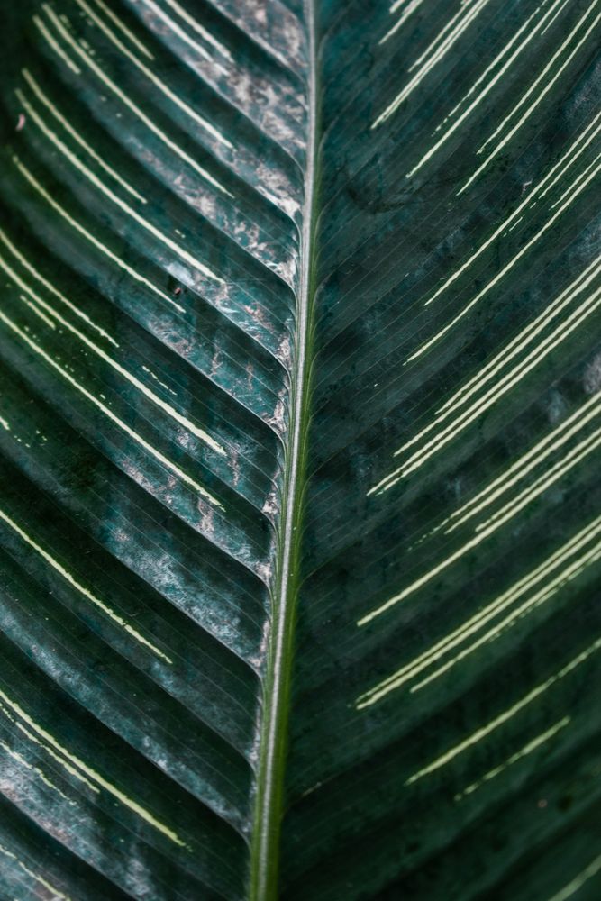 Striped line pattern of Goeppertia louisae leaf background pattern
