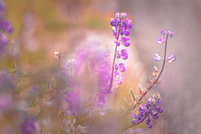 Close up of long purple flowers growing in a field