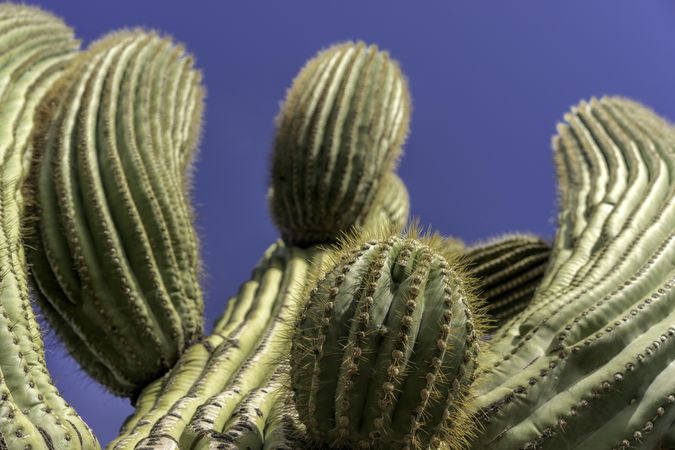 Saguaro cactus at Saguaro National Park in Tucson, AZ