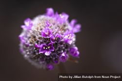 Close up of purple dune flower with bug 41BmDb