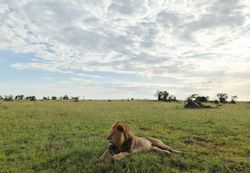 Impressive wild lions in the Savannah of Africa in the Masai Mara Park.