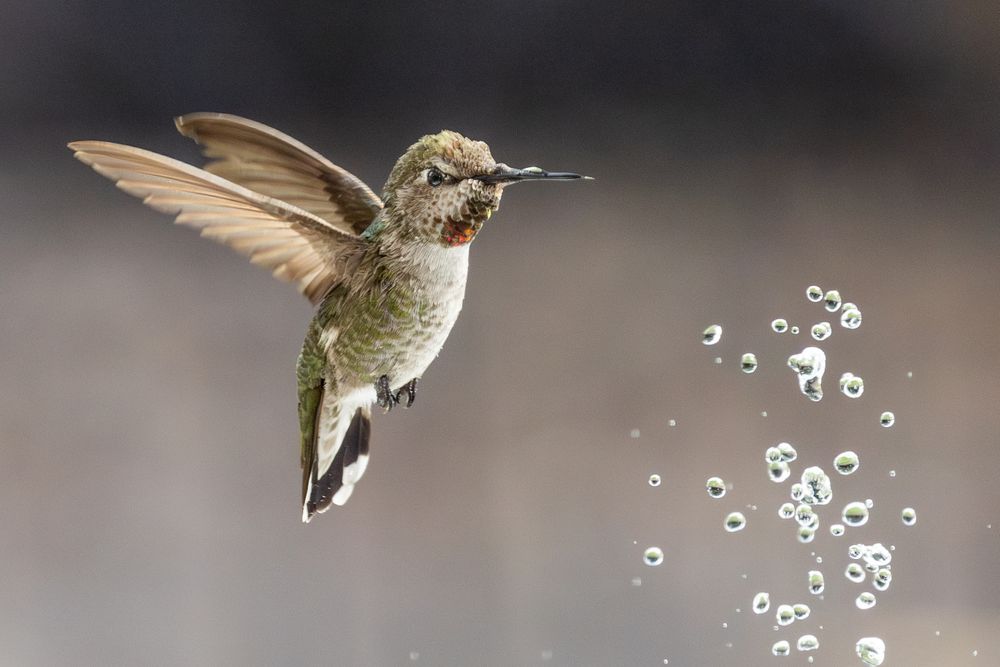 Beautiful Immature Male Anna's Hummingbird Enjoying The Water Fountain