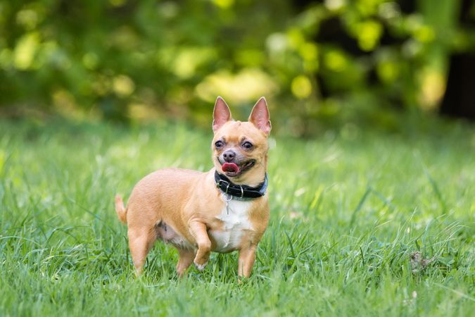 Brown chihuahua wearing dark collar and walking on green grass