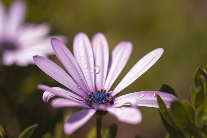 Pink daisy growing in the wild
