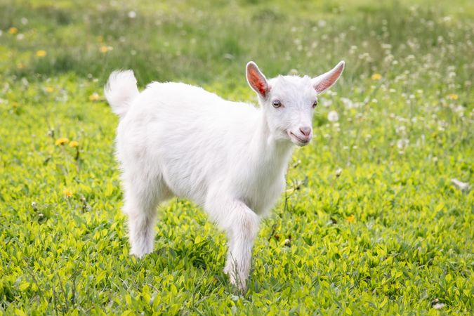 Light small goat on green grass