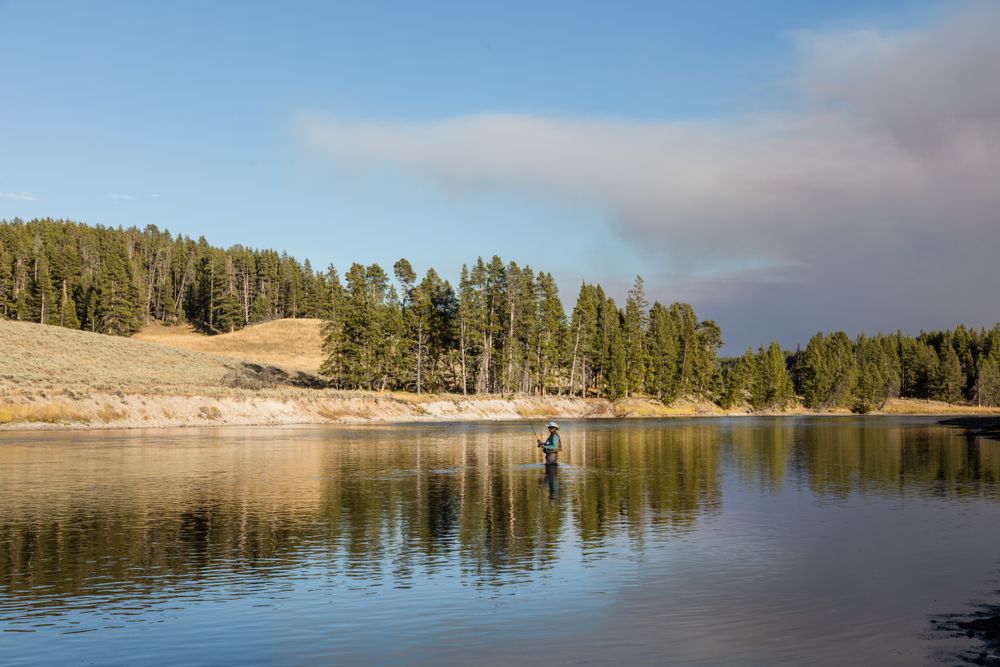 Man fly fishing in the Yellowstone River in Yellowstone National Park