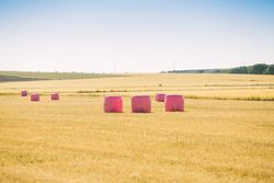 Bales wrapped with pink plastic
