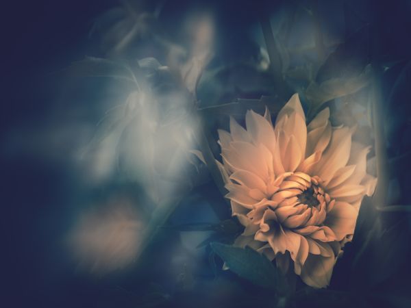 Pretty flower growing in garden