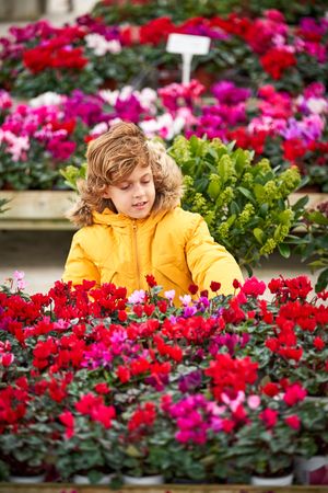 Cute boy viewing vivid flowers in pots in botanical garden