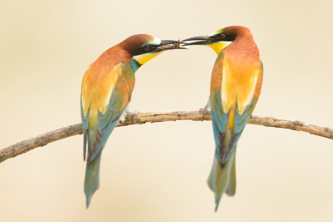 Birds standing on tree branch