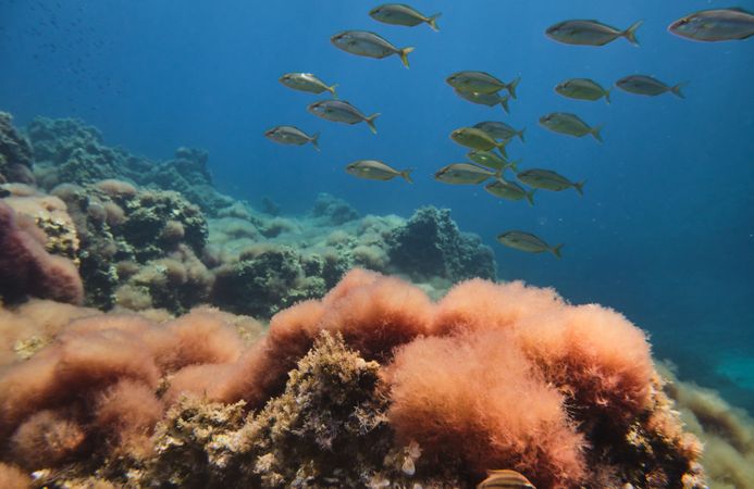 Flock of cow bream near coral reef