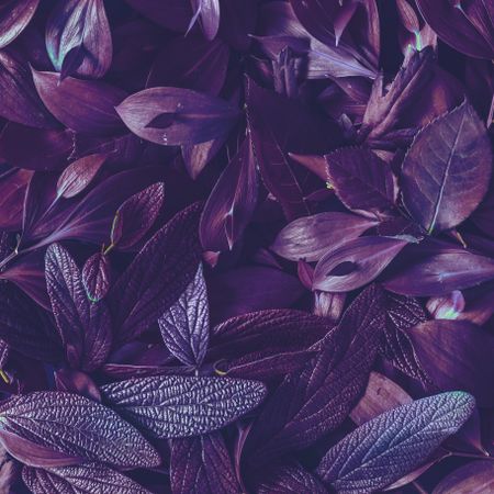 Tropic purple leaves layout