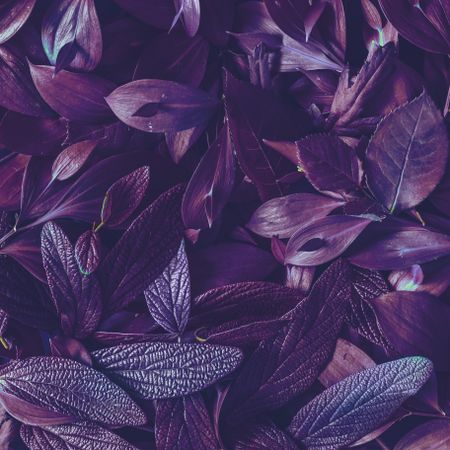 Tropic purple leaves layout