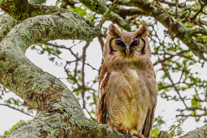 Verreaux's Eagle-Owl, Ndutu, Tanzania