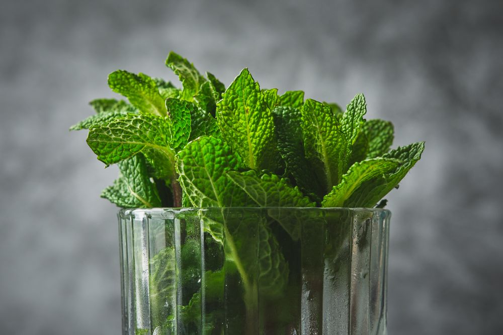 Fresh mint leaves put in a glass jar