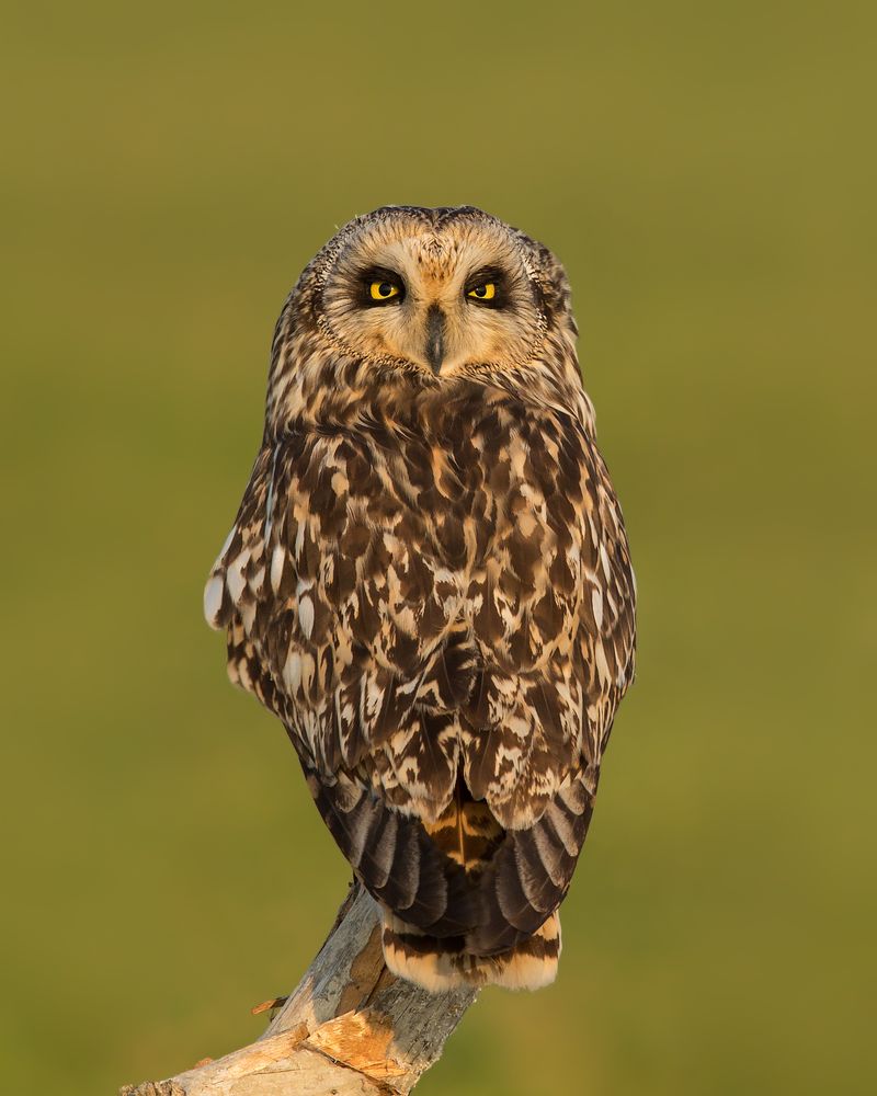 Brown owl perching outdoor