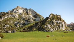 Mountaineer on a rock and cow on the grass