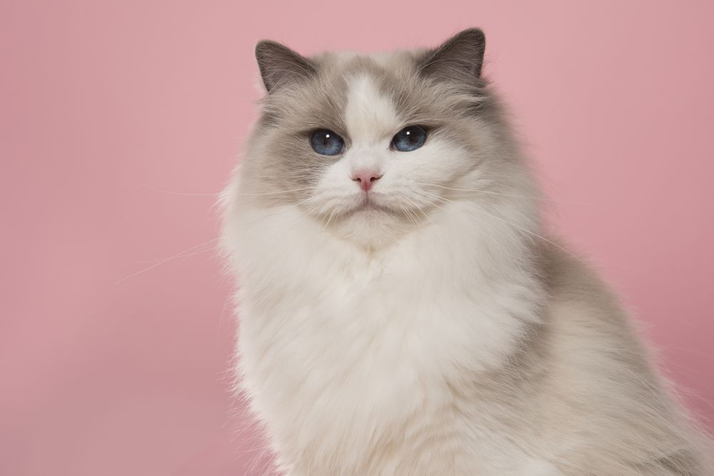 Portrait of a cute ragdoll cat with big blue eyes looking  at the camera on a pink background