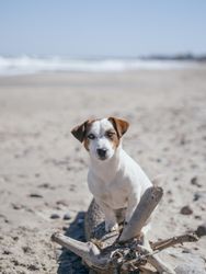 Dog on brown sand