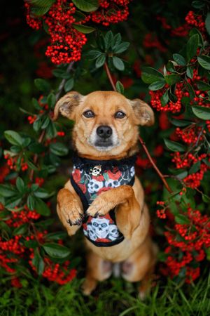 Dog wearing red floral bib lying on red flower tree