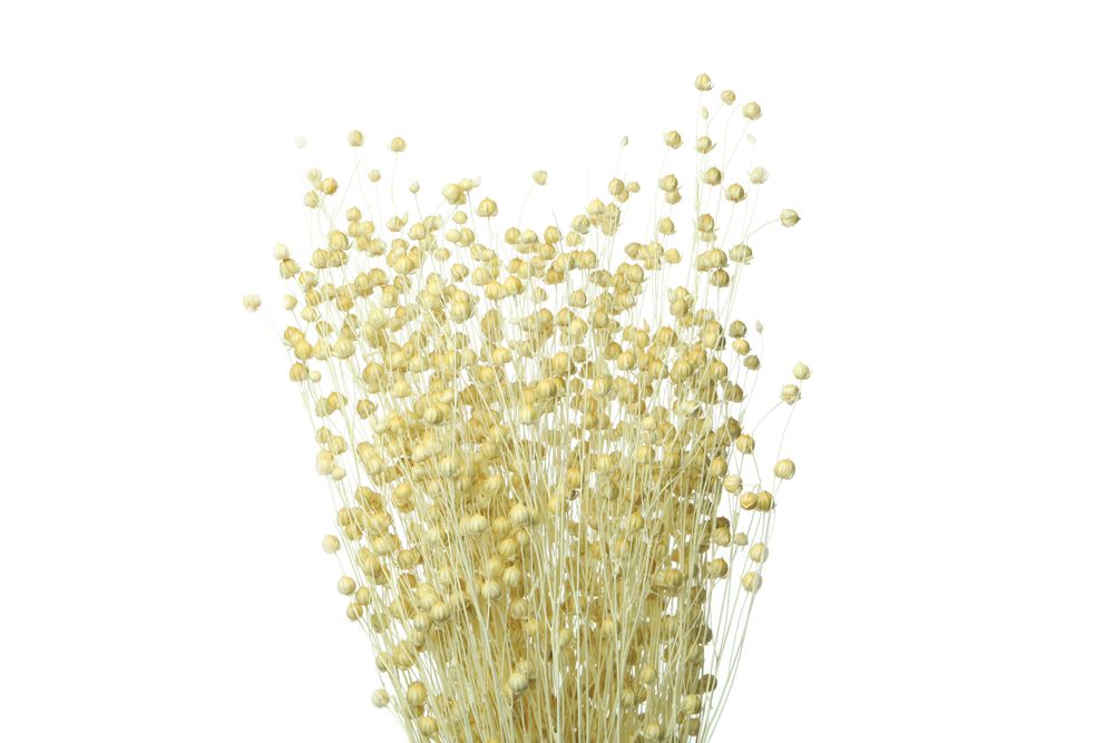 Dried craspedia billy buttons